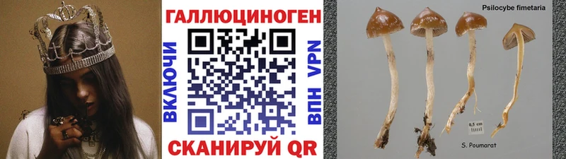 купить наркотики сайты  Суздаль  Псилоцибиновые грибы мухоморы 